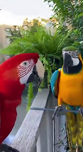 Two parrots arguing on the balcony #aianimals #panda #aicreatures