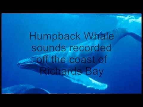Humpback whale sounds recorded in Richards Bay
