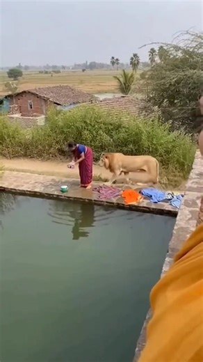 A woman who was washing clothes by the pool was surprised by the arrival of a lion. #lion #shorts