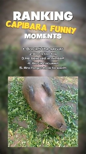Funniest capybara moments ever #shorts #shortvideo #viralvideo #funny