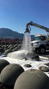 1.9M views · 2.4K reactions | Marine Biologist Rescue Beached Narwhal! #rescue #animals #wildlife | Paul Vu Tv | Facebook