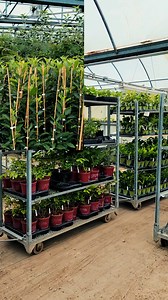 6.1K views · 45 reactions | It's plant mail season! We've got all hands on deck, shipping plants across the U.S. Let's grow! #plantmail #gardening #plants #nursery | Stark Bro's Nurseries | Facebook