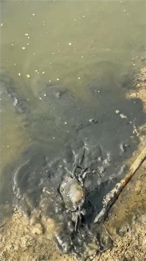 Big Mud Crab Catched in Pond #crab #mudcrab #fishing #villagepond #carp