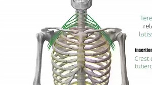 File:Teres Major Muscle - Origin, Insertion, Innervation & Action - Human Anatomy Kenhub.webm - Wikimedia Commons
