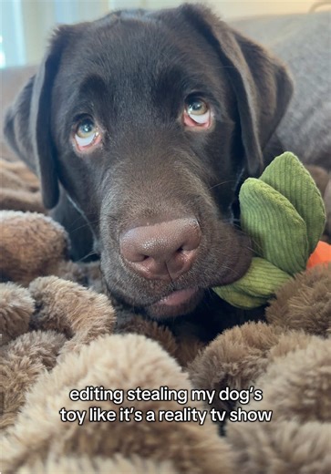 Inside Chip’s Funny World: A Labrador’s Reality