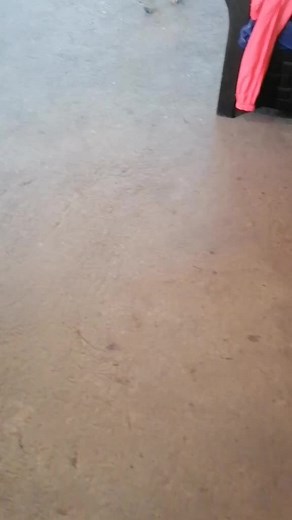 Adventures of a Playful Dog Enjoying Homemade Soup