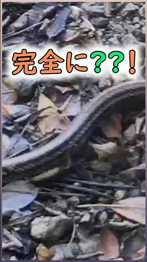 この蛇、何種類？ゆっくり見てみて🐍What species of snake is this?