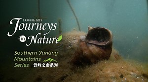 Southern Yunling Mountains Series Ep. 3: Giant freshwater snail