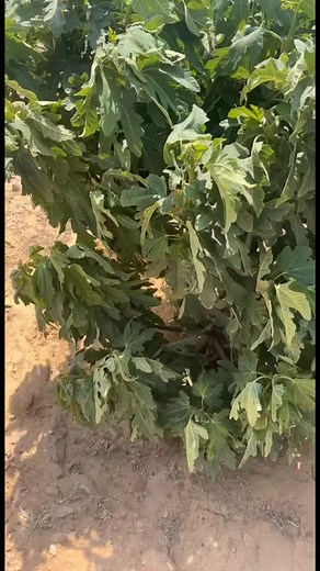 Interacting with Flexible Pipe in Rural Setting