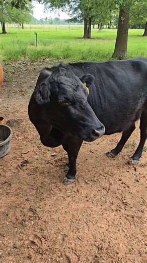Dexter cattle are generally docile, but as it is with any large animal they can hurt you unintentionally. The black cow in this video, Daisy, gets crazy excited when I give them alfalfa pellets. She doesn't always pay attention to where she's kicking up her heels. Wish I had caught it on video, but that never seems to happen. Y'all be careful out there! 😉