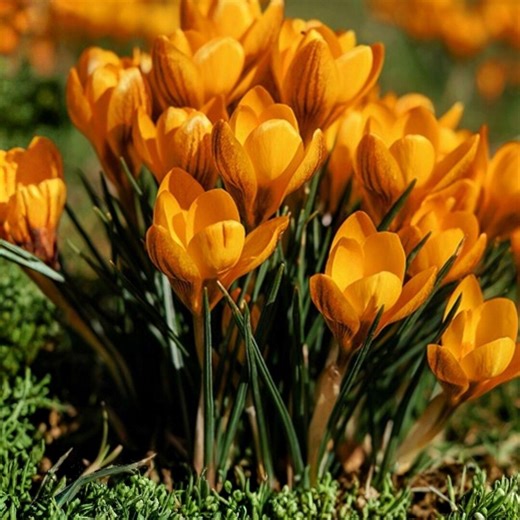 Orange Monarch Crocus Bulbs – 10 Spring Blooming Crocus Bulbs, Bright Orange Flowers, Fall Planting Bulbs, Early Spring Garden - Etsy