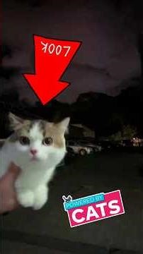 Dumb Cat Videos That’ll Leave You SPEECHLESS! 😻 #wupples 148