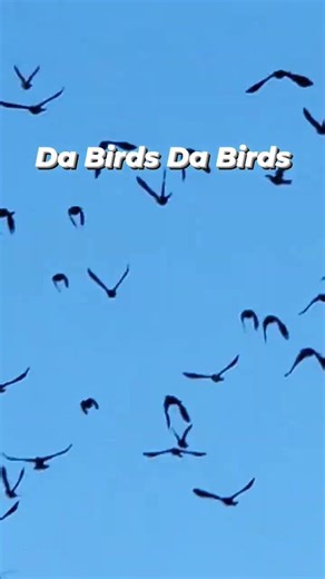 Patch and da birds #share #shorts #viral #dogs #fyp #funnydogs #gospel #doglifes #youtubeshorts