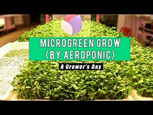 Aeroponics Integrated Cultivation System 4.0 - Micro Greens