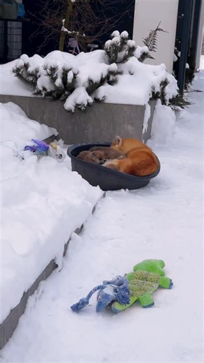KAITO TEAM Akita Inu Kennel on Instagram: "Have u seen akita mommy & puppies? 🥰 that’s so cute!! ❄️ ⠀ FOLLOW to get more 👉👉👉 @kaitoakita if you like dogs!! 🐶 © Kaito Team Akita Inu Kennel @kaitoteam_puppies"