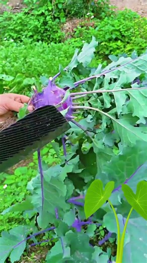 Sk 2994 mini rotary tillage and ridging one one tree short view #travel #beach #flowers# asmr