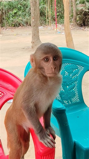 Hungry baby monkey sitting on chair!🍌🐒 #feedinganimals