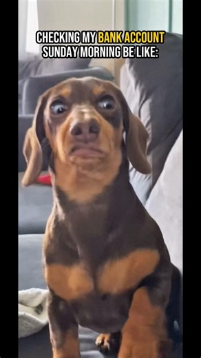 Saturday was crazy! 😂 #funny #animals #shorts #memes