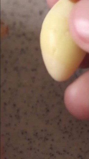 How to prepare Ginkgo Nuts. #ginkgo #howto #ginkgobiloba