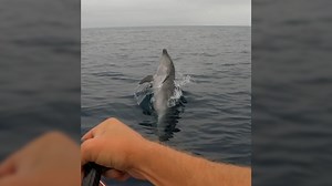 What a show! A paddleboarder witnessed an incredible moment when a pod of dolphins performed synchronized moves around him. | USA TODAY Video