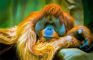New Study: Orangutans Challenge Decades of Mathematics and Provide Insight Into Origins of Language Itself