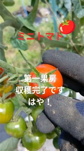 甘くなるベストタイミング！失敗しないミニトマトの収穫！家庭菜園