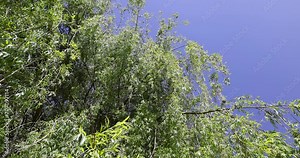 green foliage on a willow tree in spring, a willow tree in sunny weather against a blue sky background