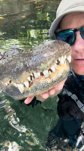 Understanding Gator Tooth Regrowth Process: Myths and Realities