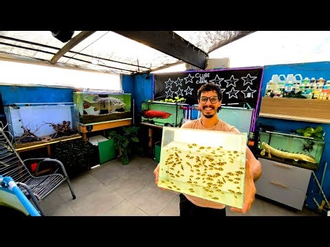 MY FISH HAD DOZENS OF BABIES AND I DELIVERED THEM!