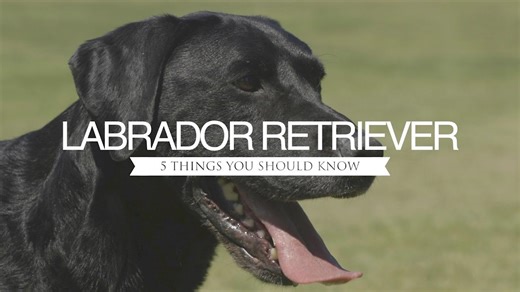 Labrador retriever: Five things you should know