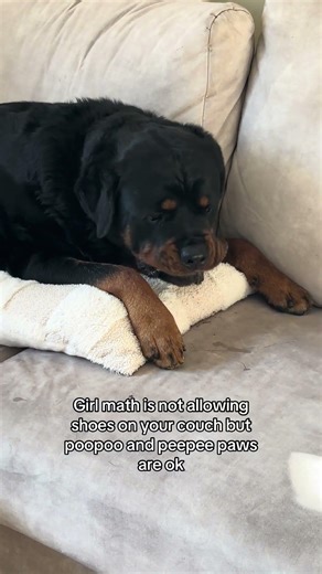 Sorry not sorry #dogs #rottweiler #viral