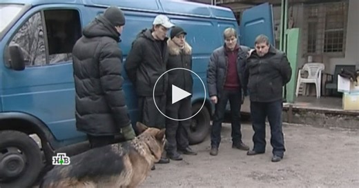 Возвращение Мухтара / Серии разных лет / «Говори правду» / Сериалы НТВ