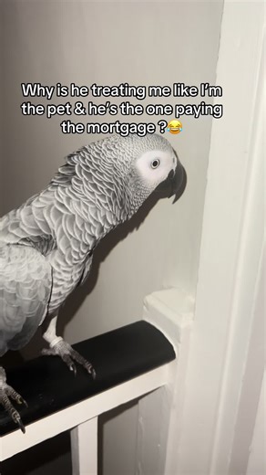 Funny Moments with an African Grey Parrot