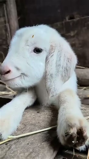 Shouting Goat Babies 😂 Loud Screaming Baby Goats | Cutest & Funniest Animal Short