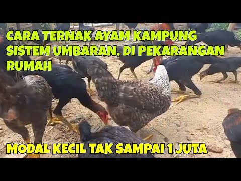 CARA TERNAK AYAM KAMPUNG SISTEM UMBARAN, DI PEKARANGAN RUMAH || MODAL KECIL TAK SAMPAI 1 JUTA