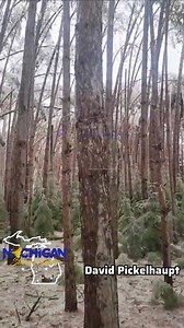 Trees continue to fall under the weight of significant ice accretion across northern Michigan… | Michigan Storm Chasers