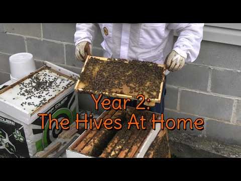 Is It Beginner's Luck? Beekeeping Year 2: Inspecting My Hives At Home