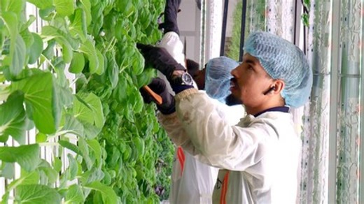 Can Sweden’s ‘vertical farms’ solve global food shortages?