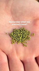 3.2K views · 14 reactions | Our rutabagas are coming along nicely.  Thinning them out gives each plant the space it needs to breathe and grow those strong, healthy roots. A little patience and care go a long way in the garden.  | Vego Garden | Facebook