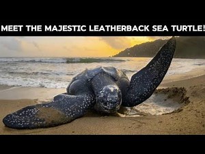 How Leatherback Sea Turtles Dominate the Deep: A Journey into the World's Largest Reptile!