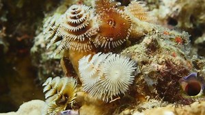 Close Christmas Tree Worm Coral Reef: Stockvideos & Filmmaterial (100 % lizenzfrei) 1038906512 | Shutterstock