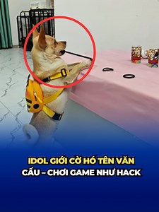 1.1M views · 29K reactions | Idol giới cờ hó gọi tên Văn Cẩu – Chơi game như hack, khiến cư dân mạng đứng hình như bị thôi miên #tintuc #news #funnyvideos #VietnamRoadToMissCosmo #UniCorp #UniMedia #UniNetwork | Vietnam Road To Miss Cosmo | Facebook