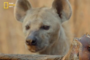521K views · 21K reactions | Hyena - Hindi Documentary Part 2 #jungle #wildanimals #documentary #discovery #purenaturehdtv | Pure Nature HDTv | Facebook