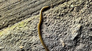 Toxic hammerhead worm not actually a bad thing for Georgia | Here's why