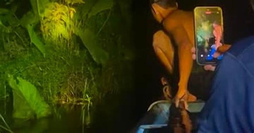 Giant python wraps around snake catcher's neck in Borneo swamp