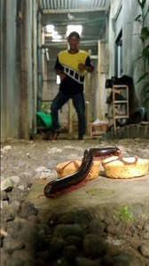 run a thousand feet to get close to you because of that glasses bread#shortvideo #shortsfeed #shorts