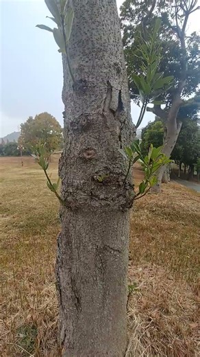 Magnolia tree #plant