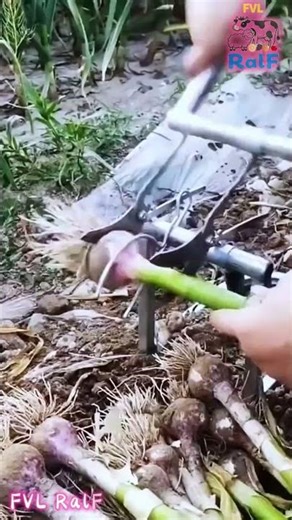 The garlic cutter retains the garlic head and cuts off the garlic leaf and root at the same time