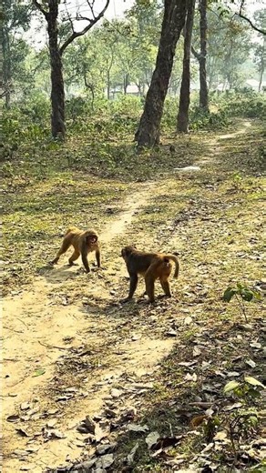 Wild Monkeys Suddenly Start Fighting | Intense Jungle Moment