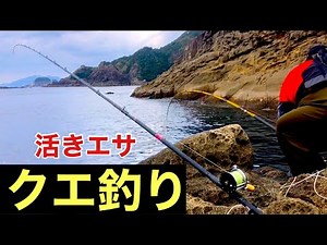 Live bait [grouper fishing] Kabashima, Goto Islands! Locally sourced using a float fishing method!